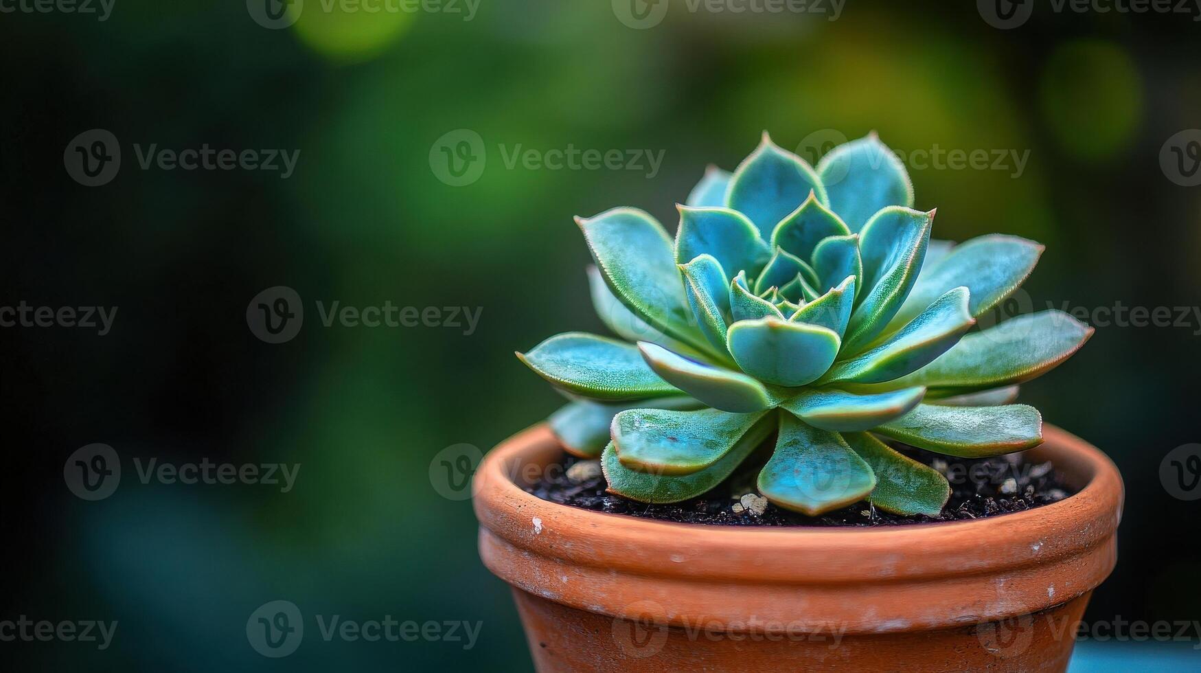 A small succulent plant in a pot on a table photo