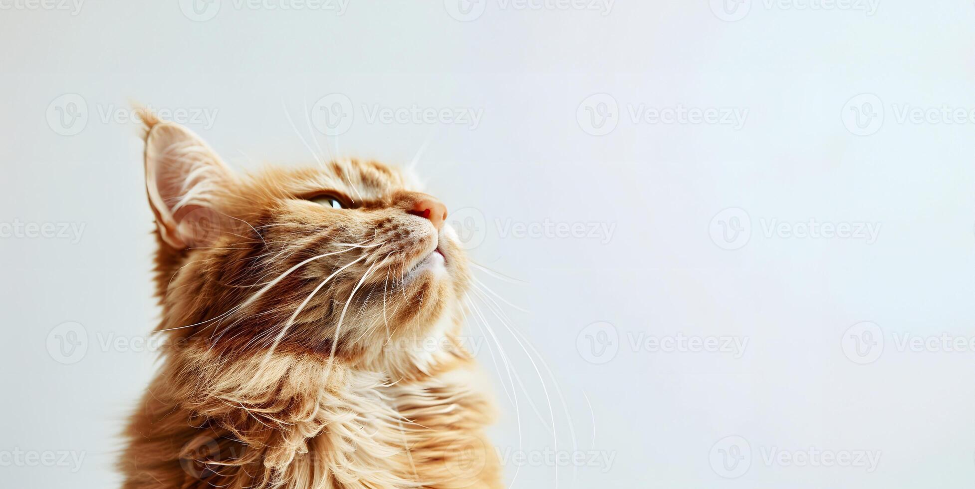 Cheerful ginger cat gazes upward with curiosity in bright, minimalistic setting. Generative by AI photo