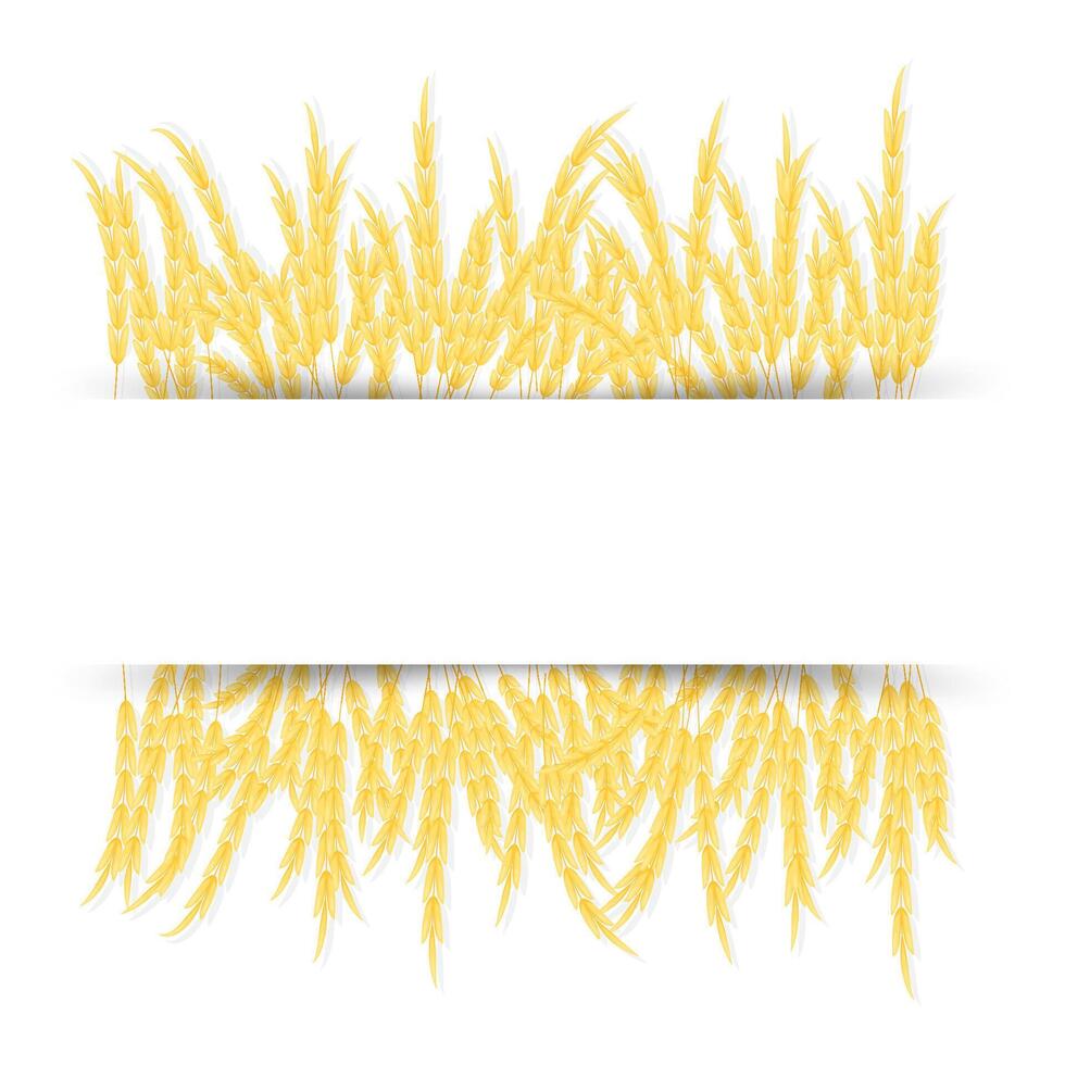 Wheat ears with space for text. vector