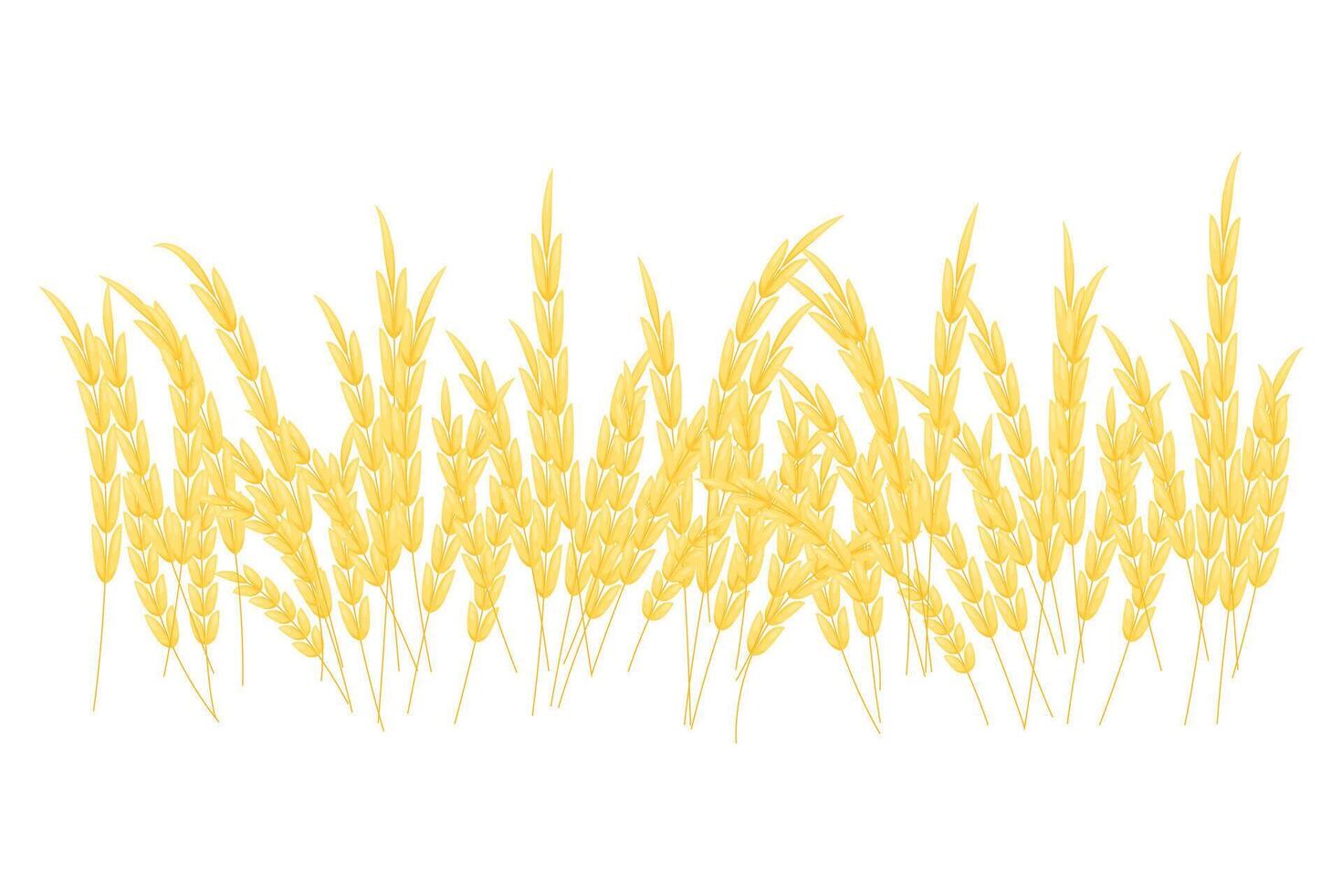 silhouette of wheat. Wheat in the field on a white background. vector