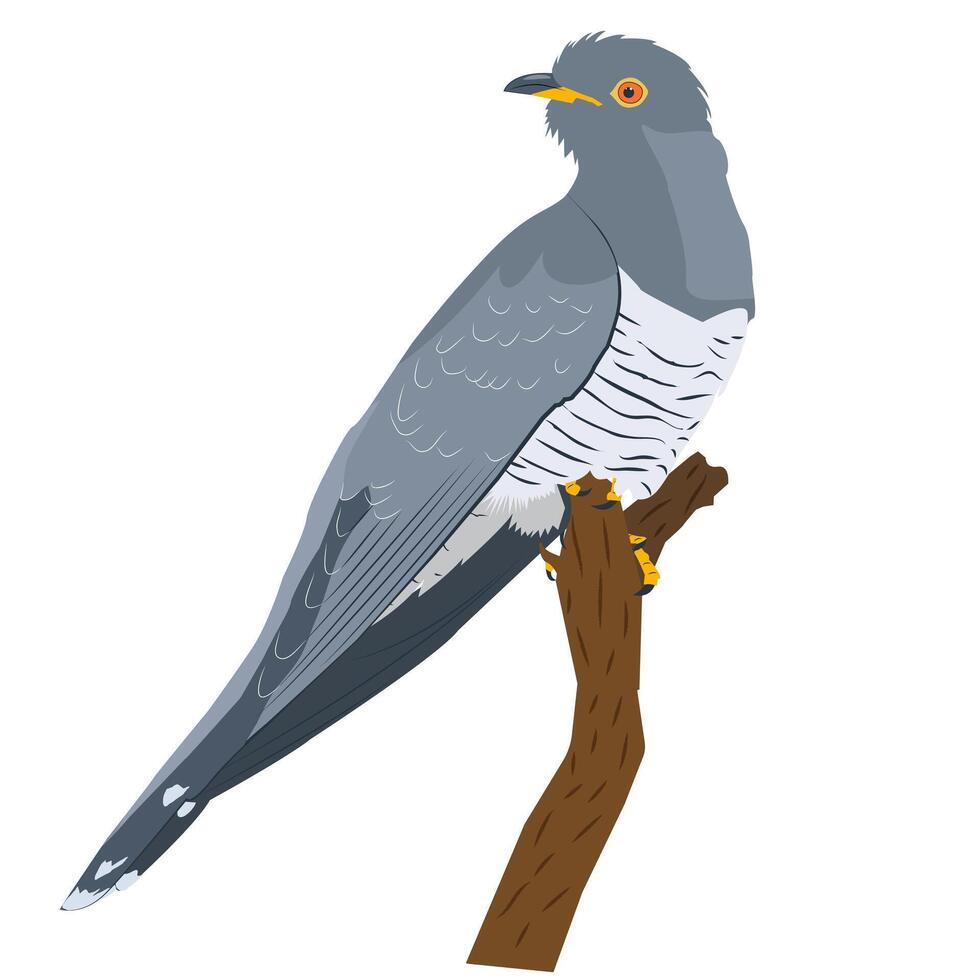 cuckoo sitting on a vertical branch vector