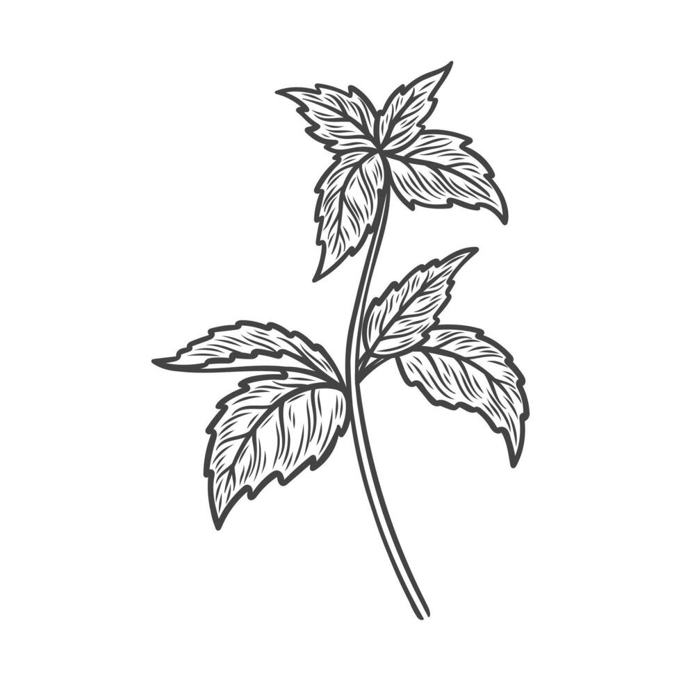 Sketch drawing of mint vector