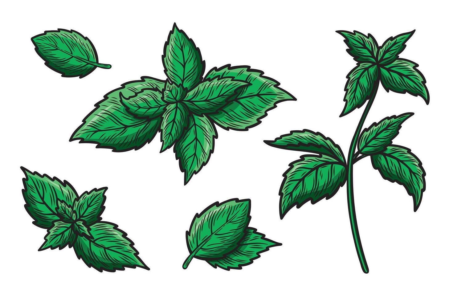 Set of illustrations with mint leaves and a branch. vector