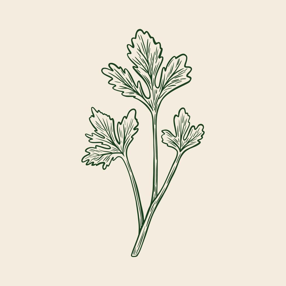 Sketch drawing of Cilantro, Coriander in retro style. vector