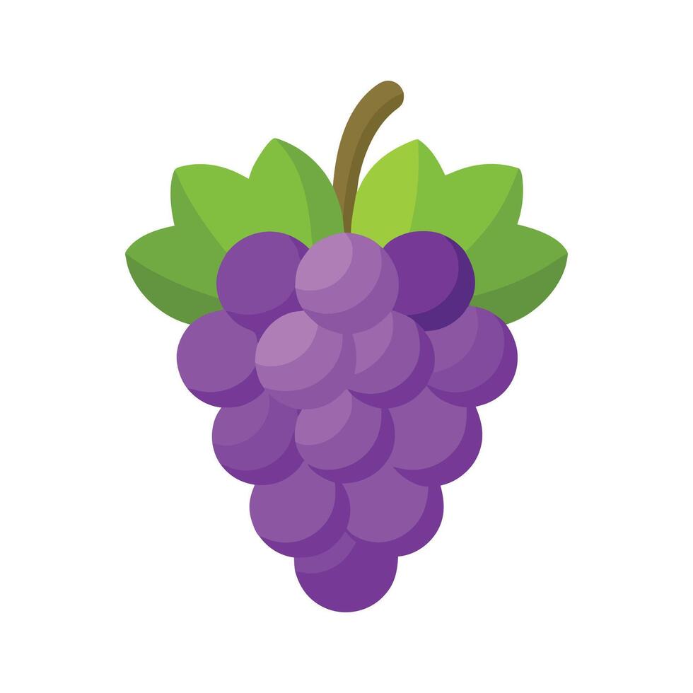 Grape isolated flat illustration on white background vector