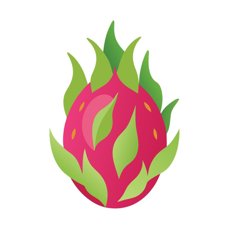 Dragon fruit isolated flat illustration on white background. vector
