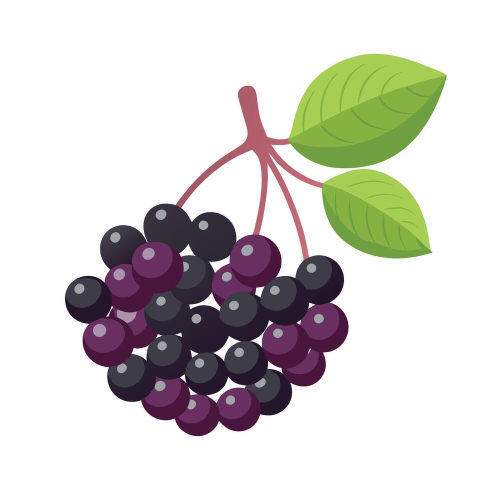 Elderberry fruit isolated flat illustration on white background vector