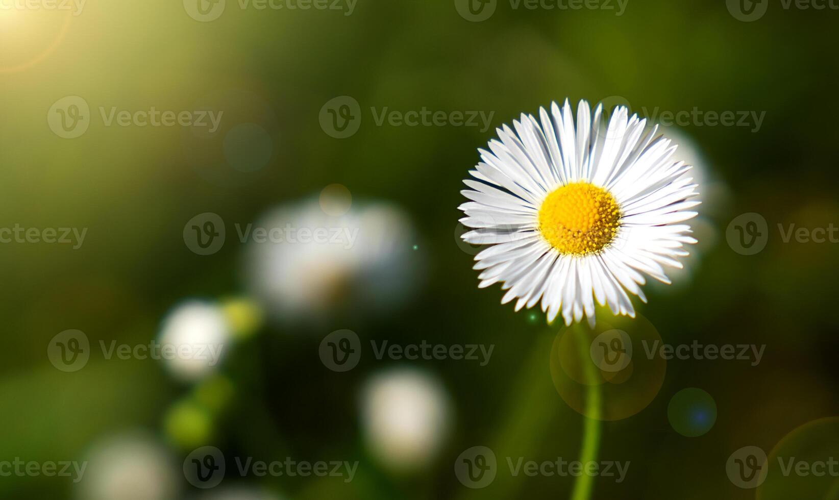 Small white chamomile and sun rays on a dark green background. Natural wallpaper. Close-up. Copy space. Selective focus. photo
