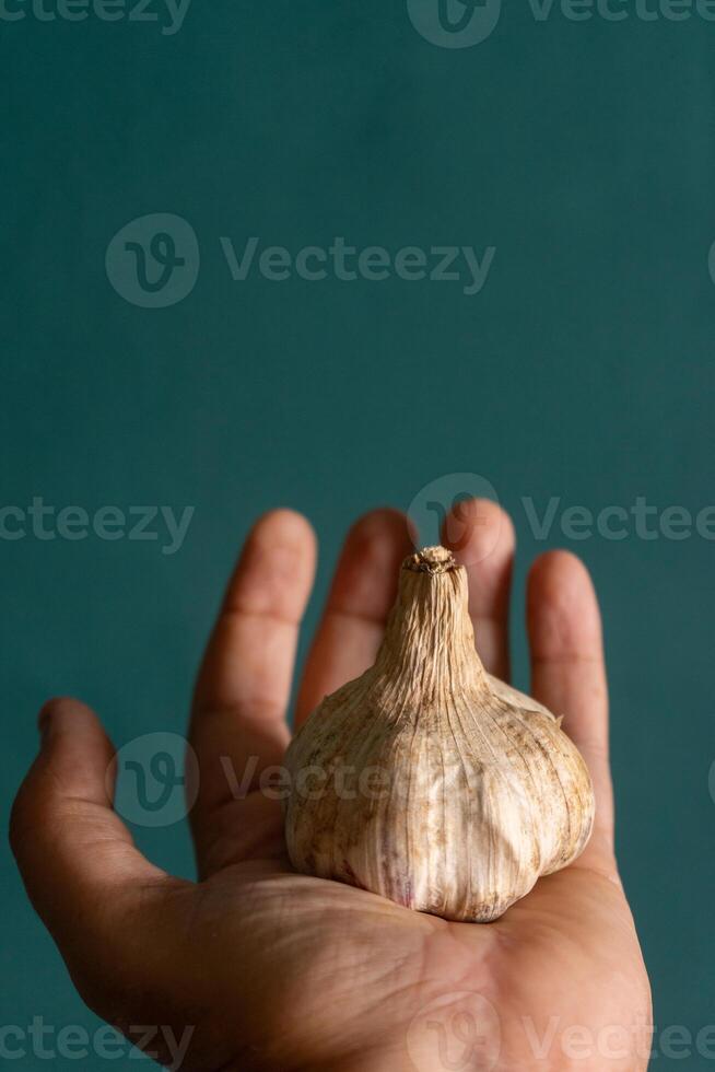 A man's hand holding a garlic bulb against a green background, emphasizing the natural texture of the garlic and the subtle contrast with the soft, earthy backdrop. photo