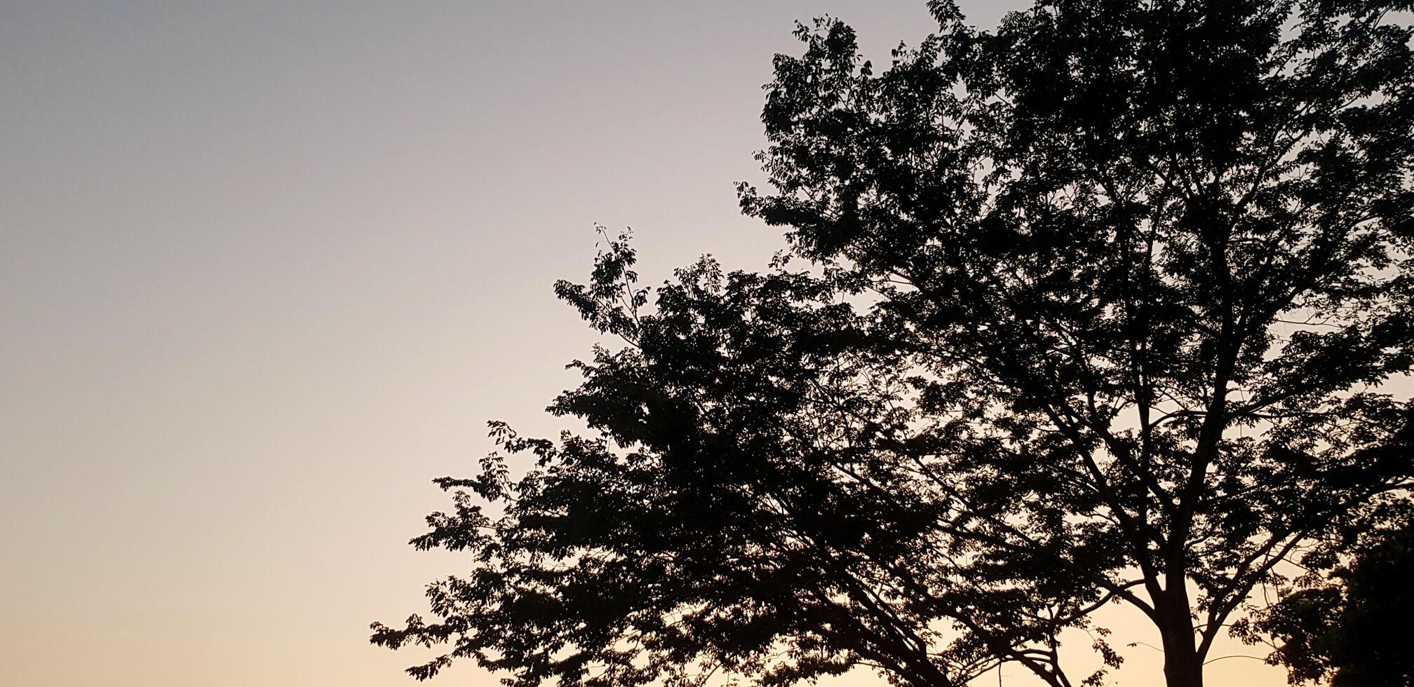 Silhouette of big tree at sunshine or sunset time with copy space. Beauty of Nature, Dawn day and Shadow of dark concept. photo