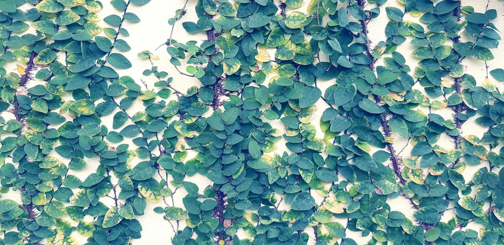 Green Vine or creeper plant growth on white concrete wall background in blue color filter style. Nature plant and Background concept. photo