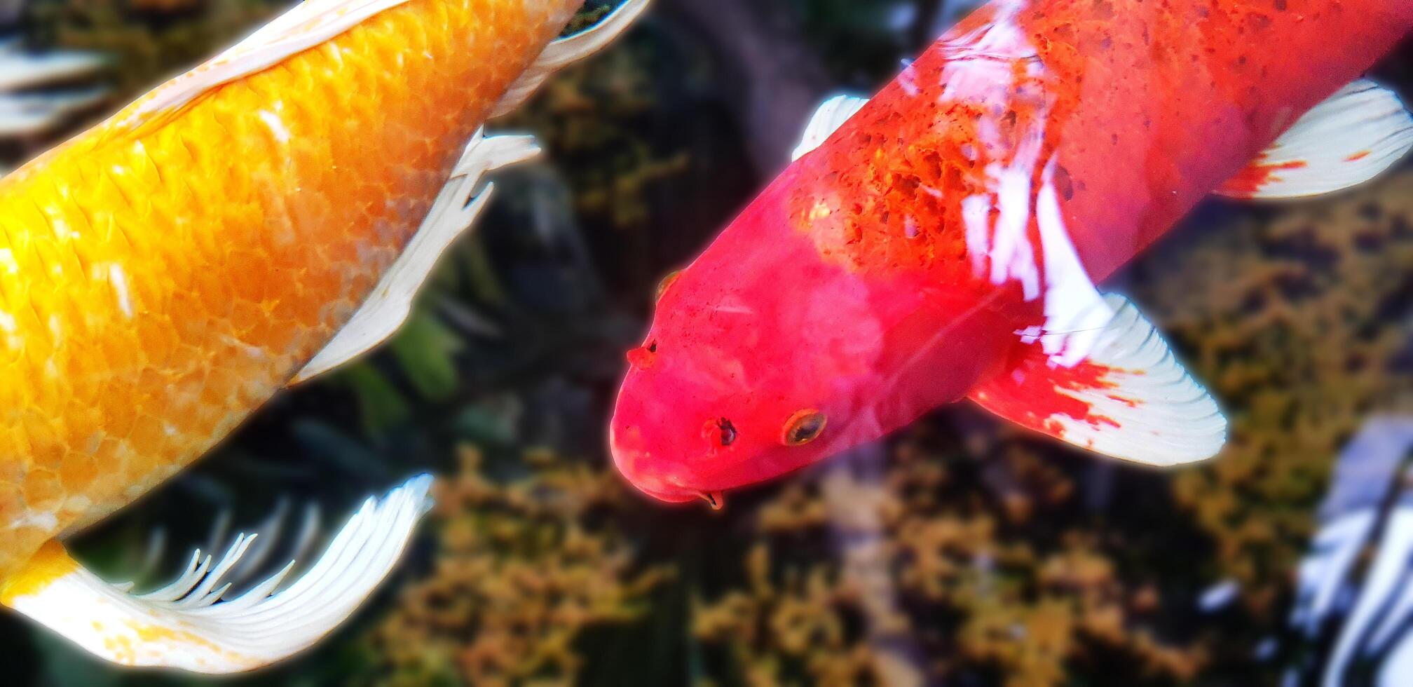 Close up colorful carp fish swim in water or pool. Beautiful pet. photo