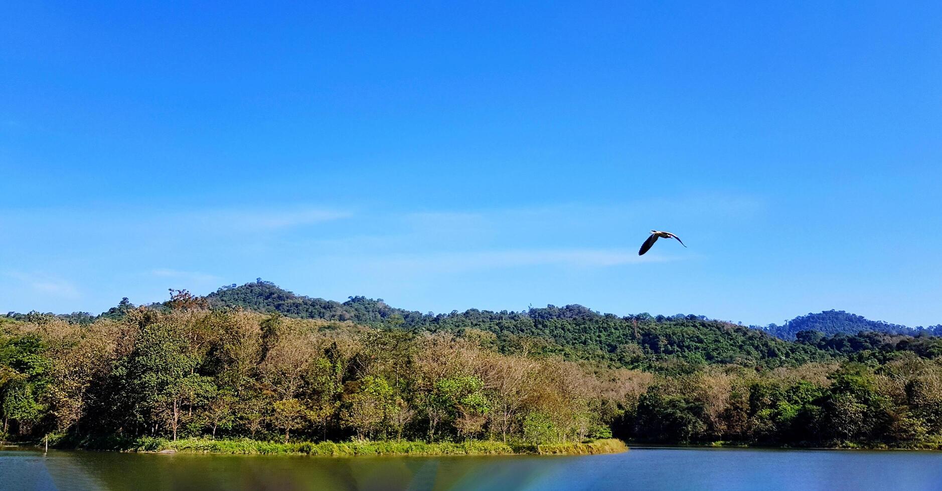 Bird flying on blue sky with Clouds, small lake, Green forest or jungle and mountain view background. Beautiful landscape view, Freedom and Animal wildlife. photo