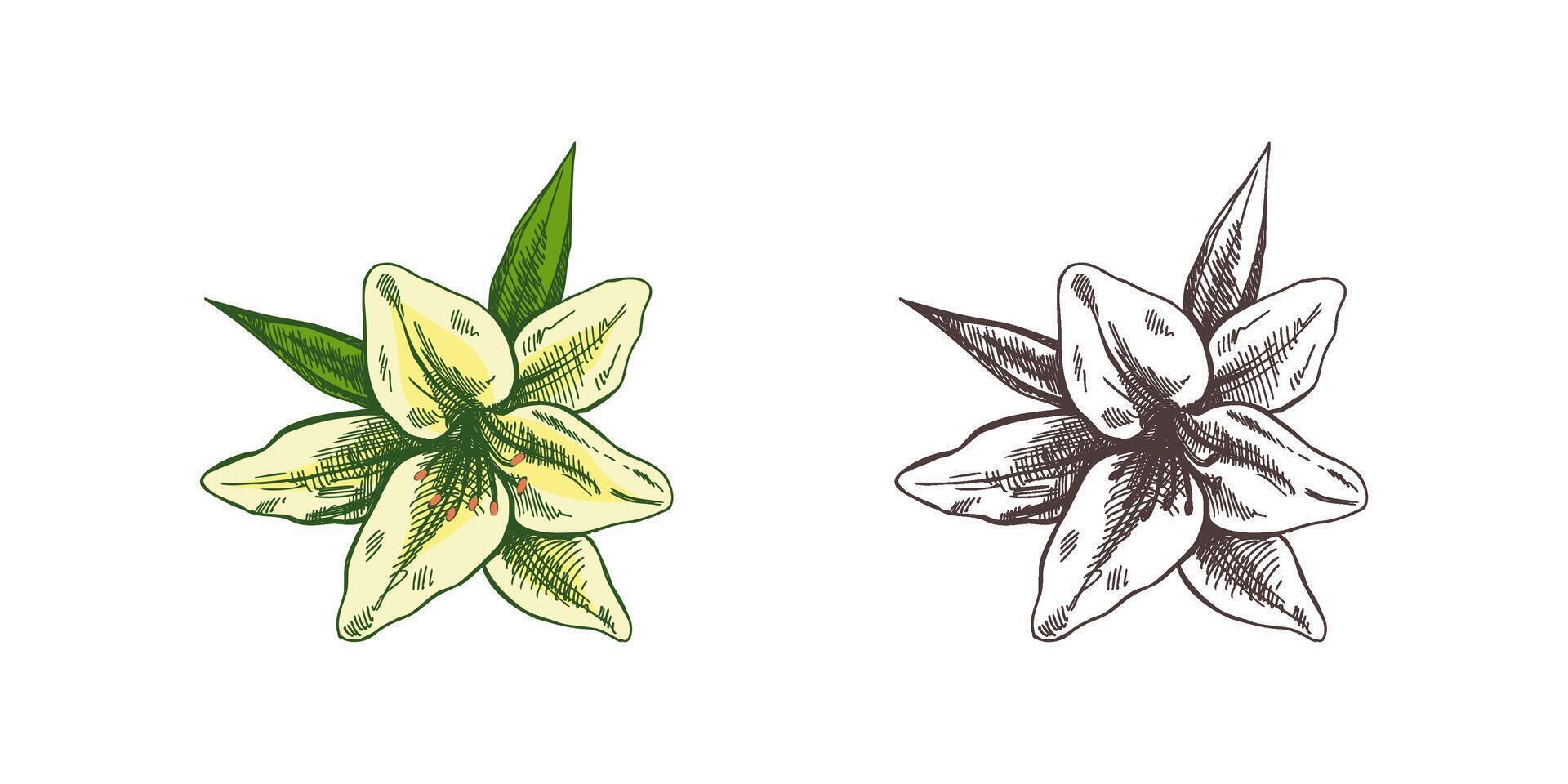 Hand drawn sketch illustration of lily. tattoo design element. Vintage illustration. vector