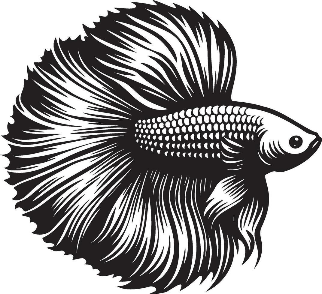 Betta Splendens Fish Illustration. vector