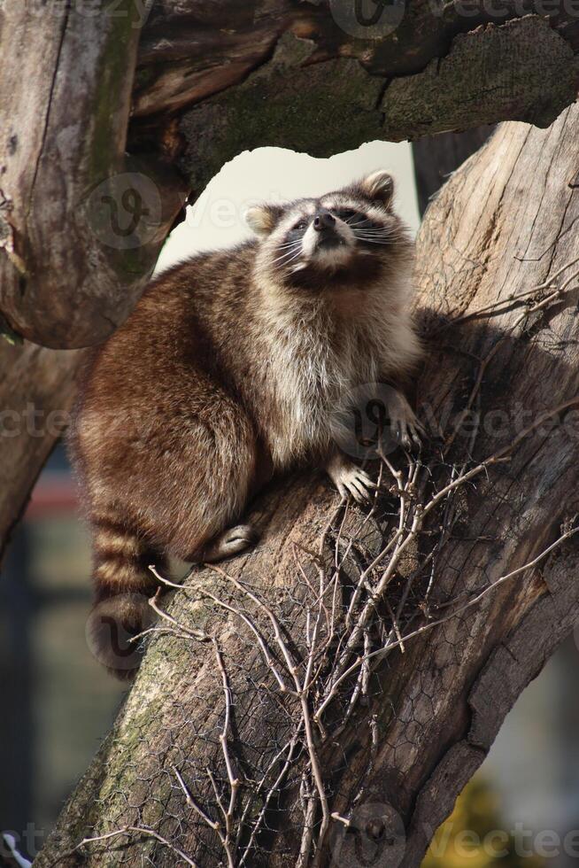funny raccoon climbing a tree at the zoo photo