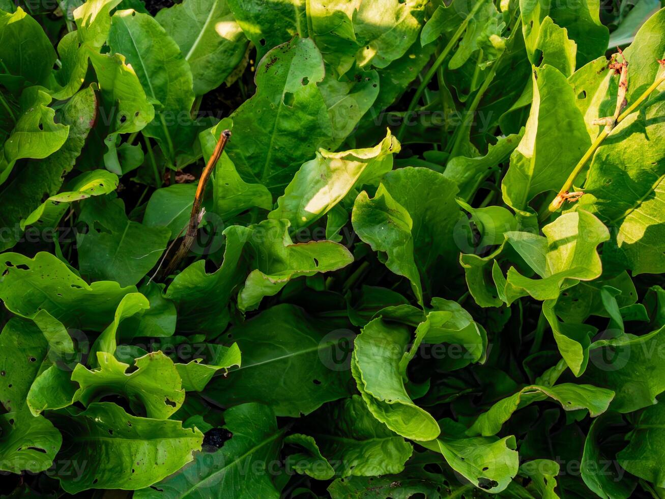 green sorrel texture close up photo