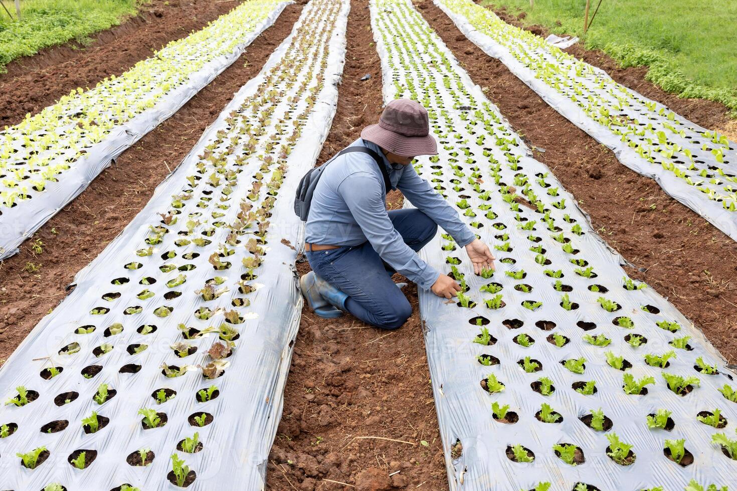 Asian farmer is carrying tray of young vegetable salad seedling to plant in the soil for growing organics plant during spring season and agriculture photo