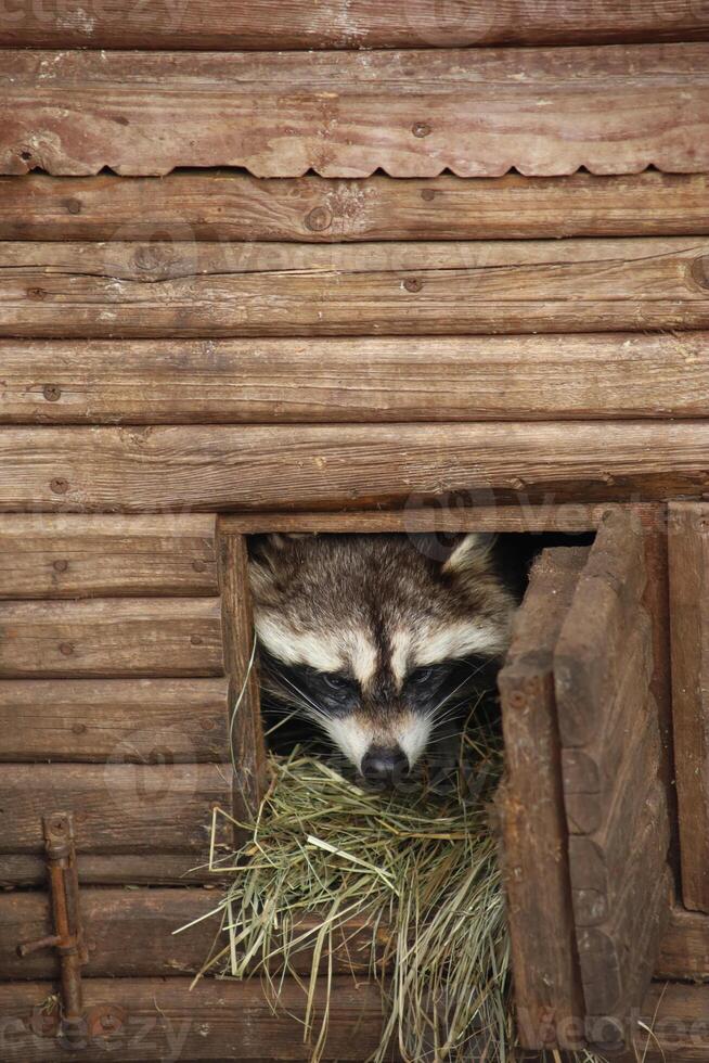 funny raccoon in wooden house with hay photo