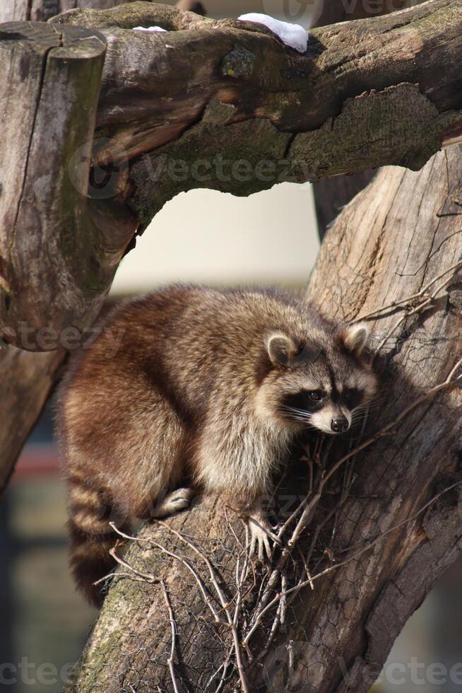 funny raccoon climbing a tree at the zoo photo