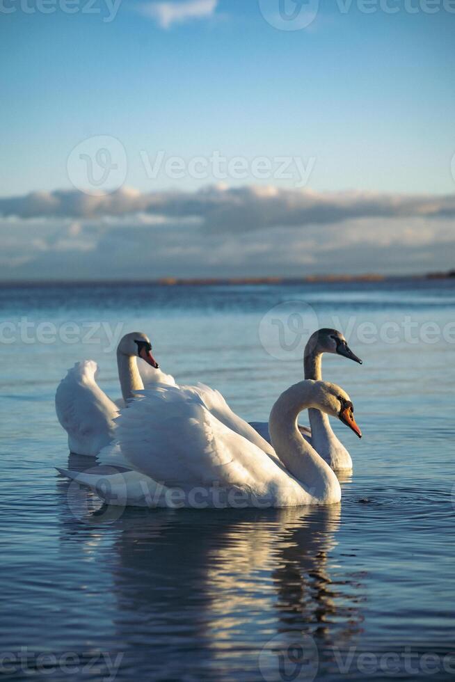 three white swans swims in the sea photo