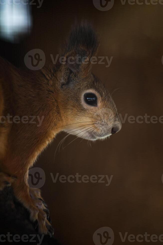 red squirrel on a tree close up photo