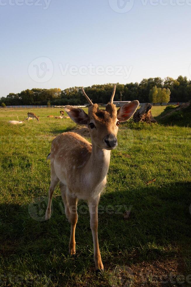 little brown fawn outdoor looking at the camera photo