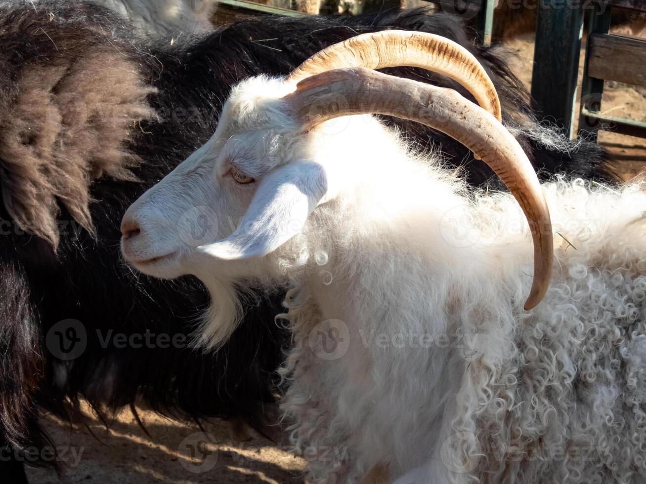 portrait of a ram outdoor in the corral photo