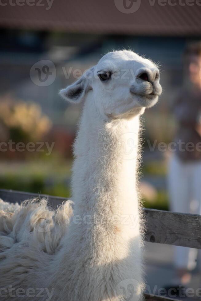 funny portrait of a white alpaca on a wide angle camera photo