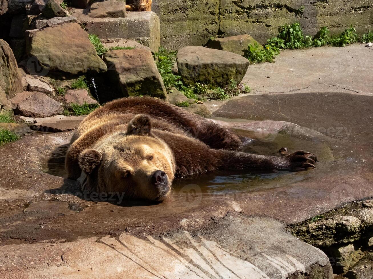 a big brown bear bathes in a puddle of water photo