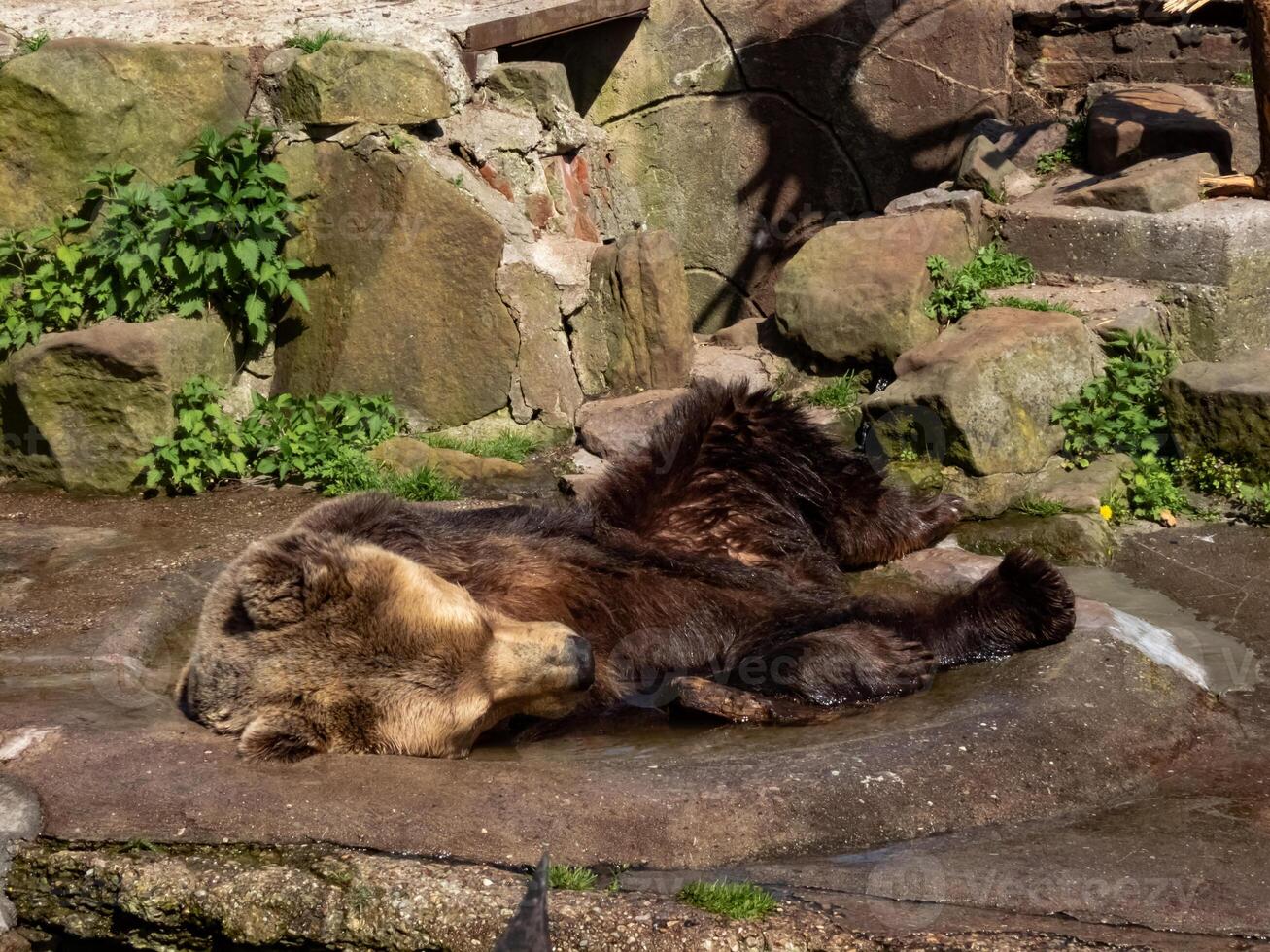 a big brown bear bathes in a puddle of water photo