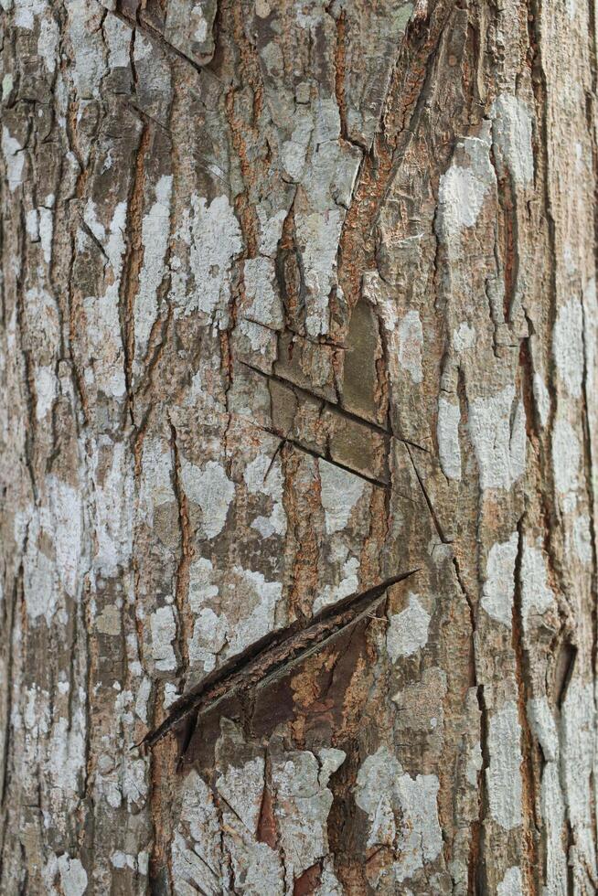 the texture of the bark of a mahogany tree that has been injured by a sharp human cut photo