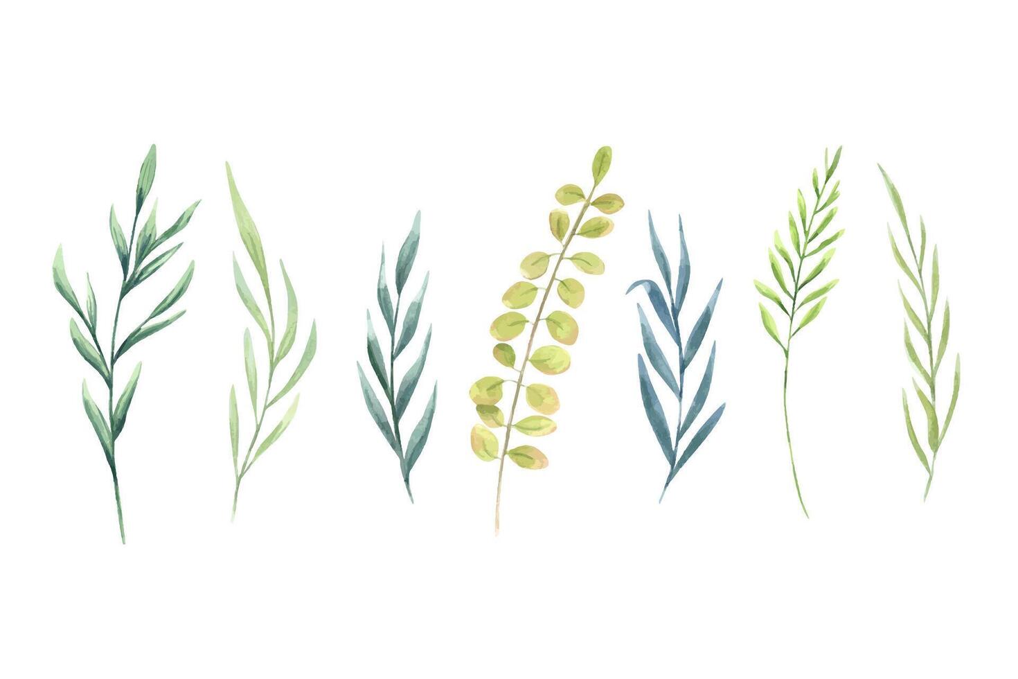 Set of watercolor herbs. Meadow wild plants. Provence abstract grass. Hand drawn illustration of field weeds. Clip art for decoration, template, cosmetic package vector