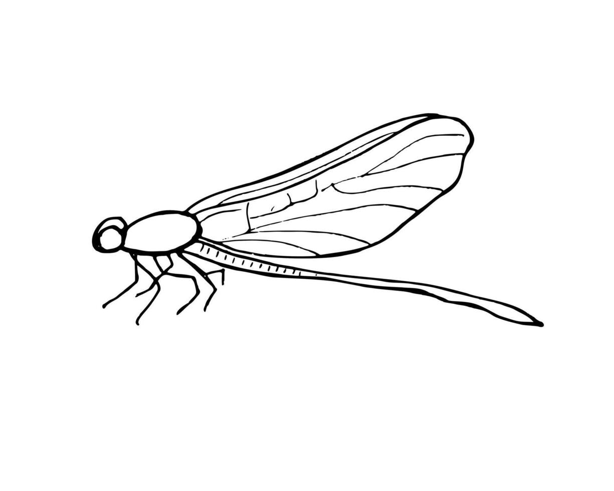Sitting Dragonfly insect with folded wings isolated illustration on white background. Etching drawing of Damselfly in monochrome. Hand drawn element for tattoo, icon, greeting decor vector