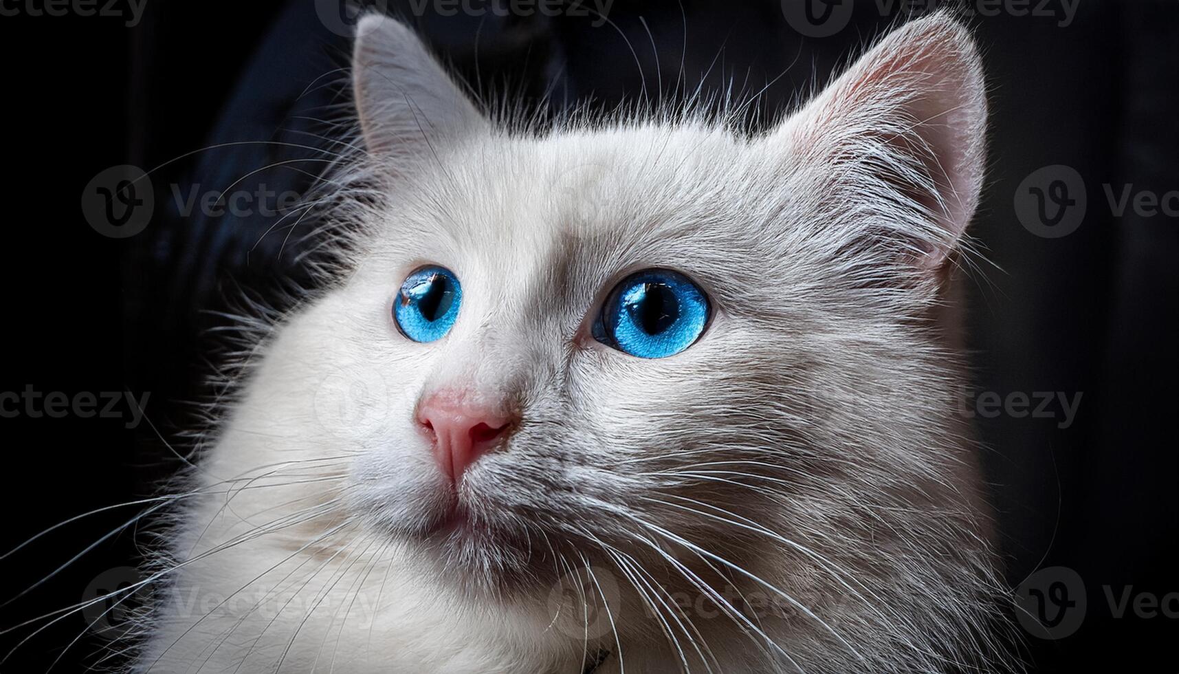 white cat with captivating yellow eyes, set against a black background, pet lovers, animal photography, or use in wildlife and domestic animal themes, beauty and elegance of the feline photo
