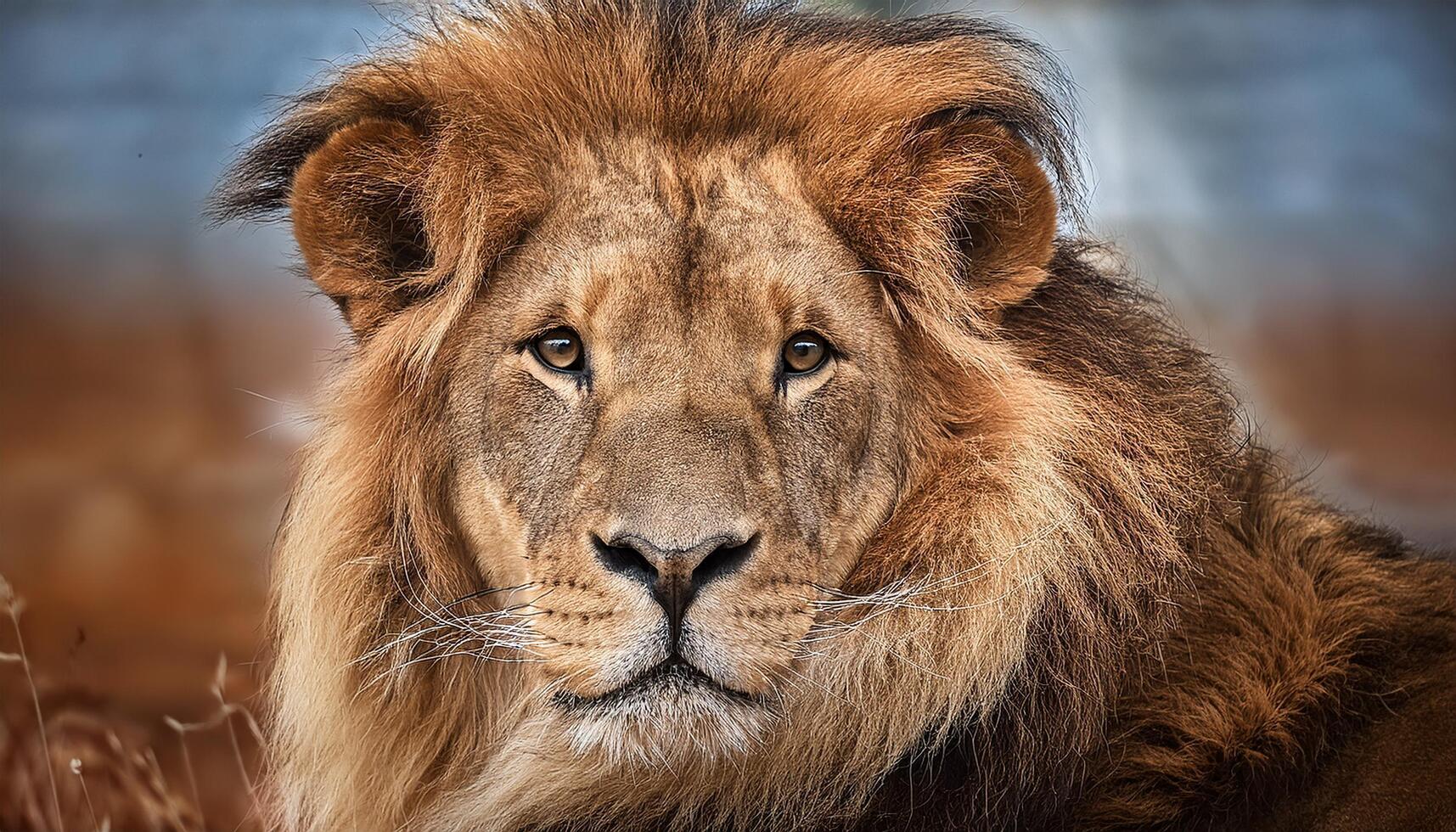 portrait of a lion, lion gazing directly into the camera with an intense and powerful stare. The lion's thick mane and piercing eyes reflect strength, dominance, nature and animal, wildlife photo