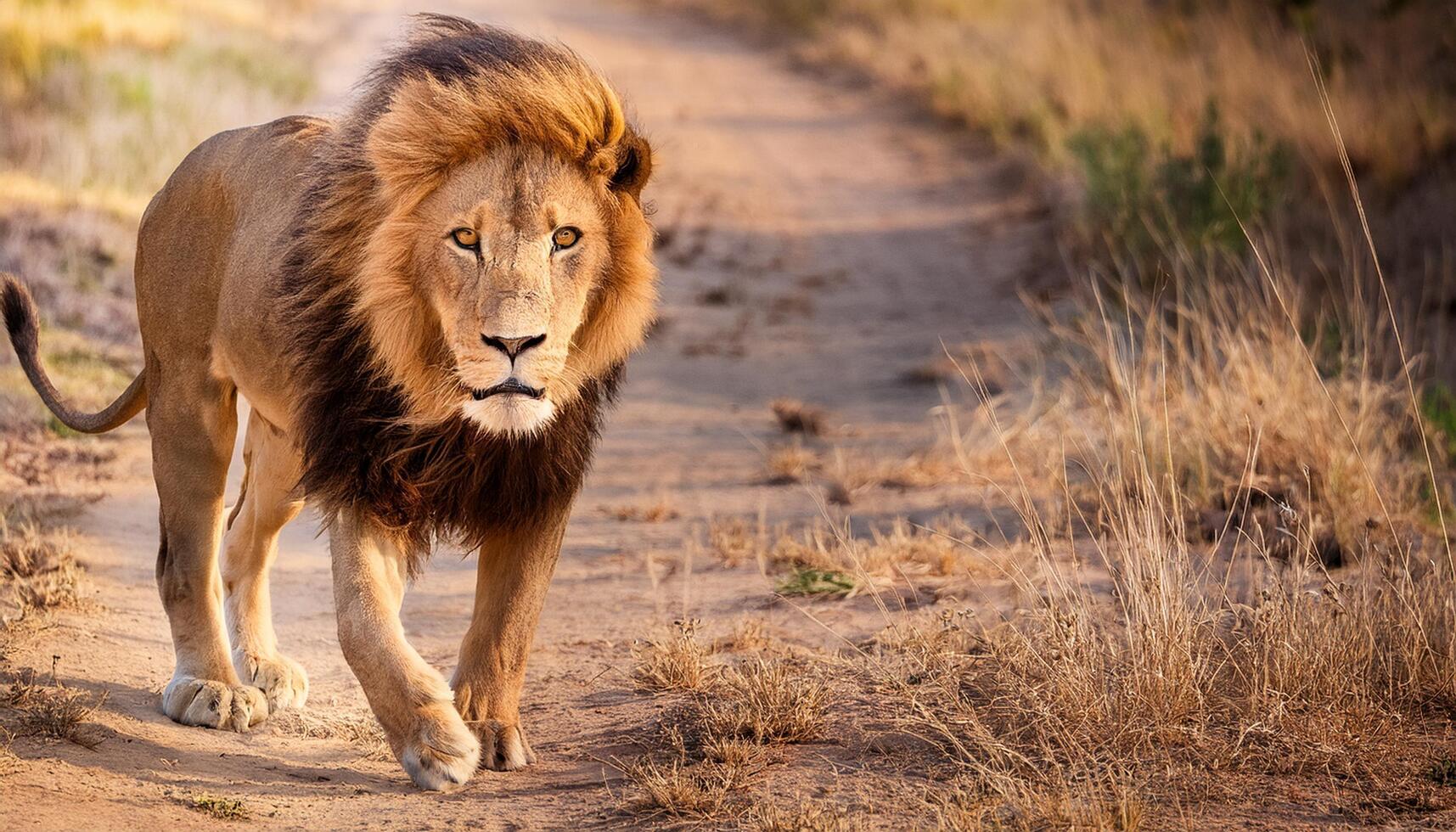 portrait of a lion, lion gazing directly into the camera with an intense and powerful stare. The lion's thick mane and piercing eyes reflect strength, dominance, nature and animal, wildlife photo