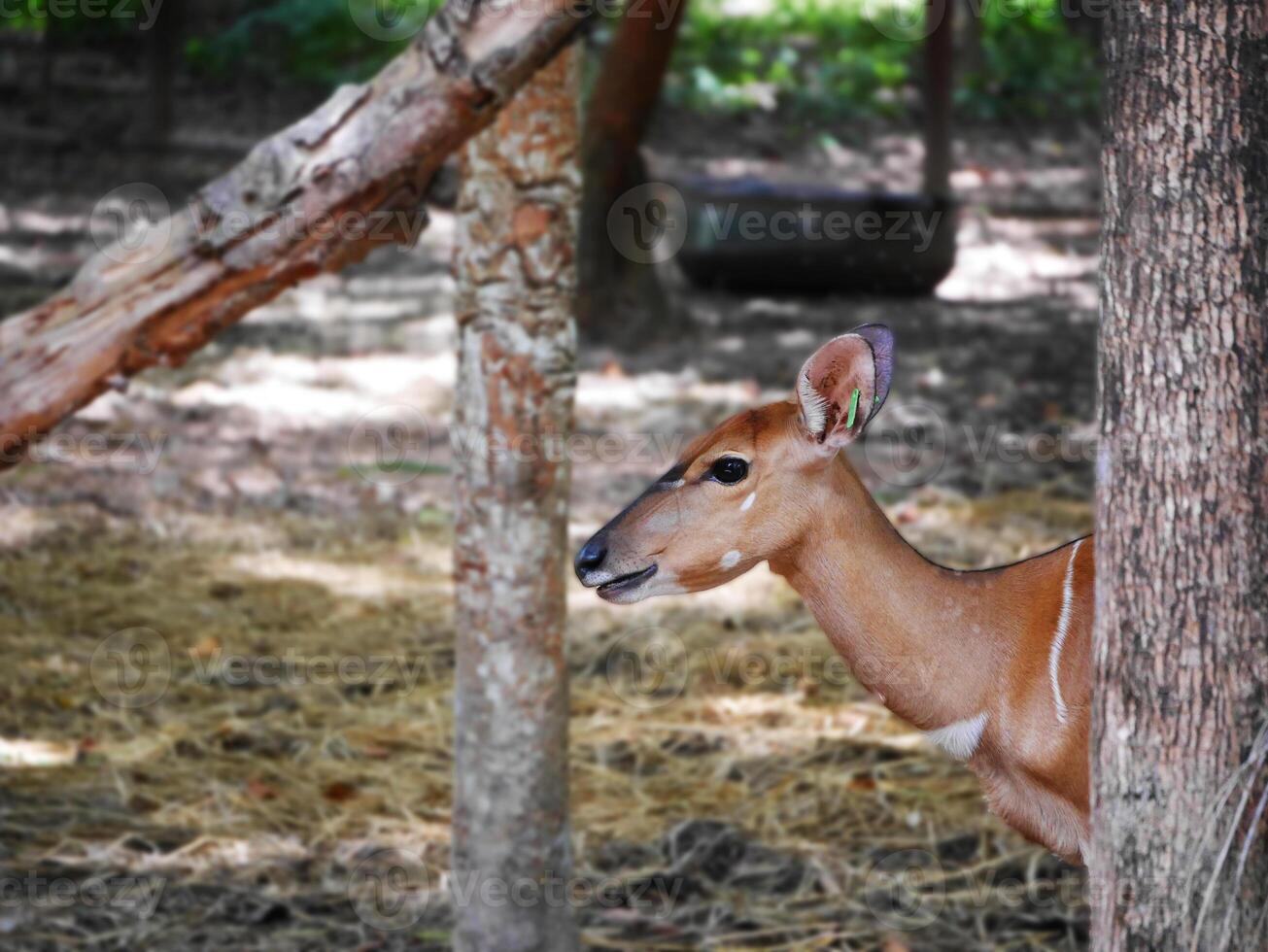 antelope, A young spotted deer is peacefully resting on the forest floor, surrounded by a natural habitat of green foliage and soft, sunlit soil, deer's elegant, velvety antlers photo
