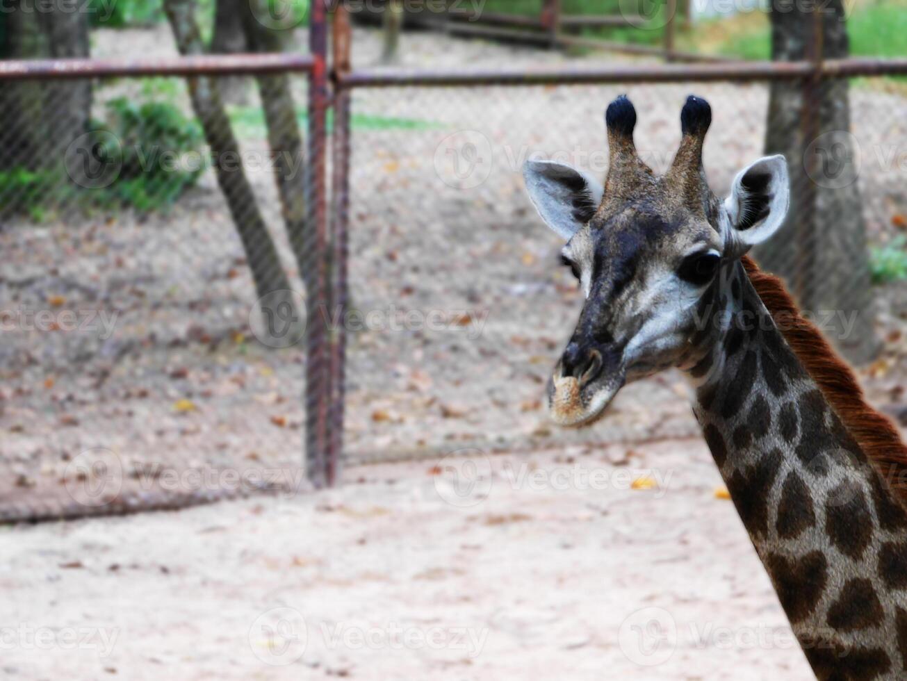 A close-up shot of a giraffe, focusing on its expressive face and distinctive patterned neck, giraffe's gentle eyes and unique features are beautifully captured, Africa's most iconic animals, wildlife photo