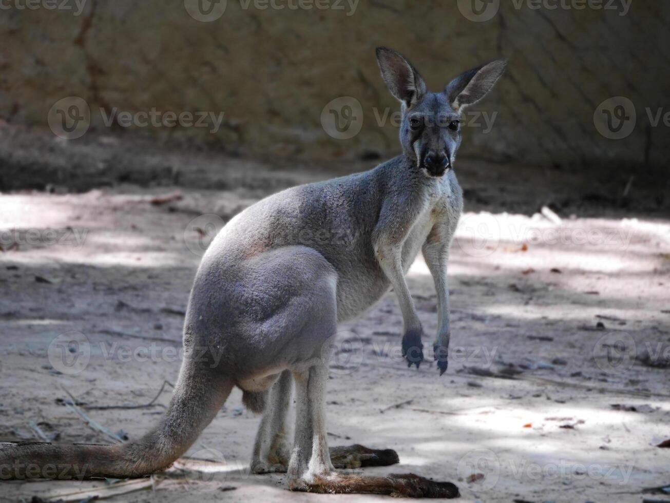 A Portrait of a kangaroo, white kangaroo, kangaroo standing around and wiggling their ears and head, kangaroo standing around and wiggling their ears and head photo