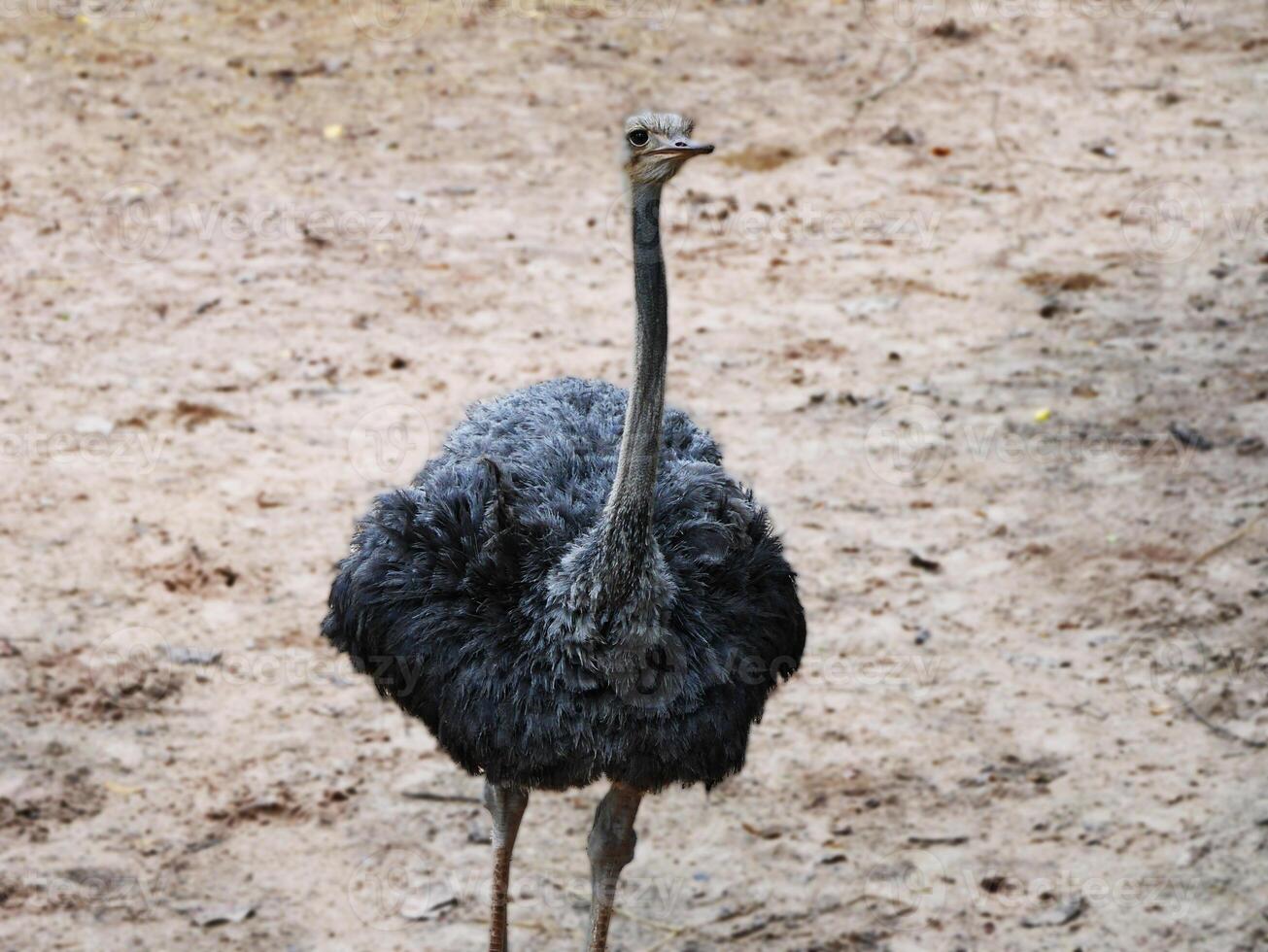 An ostrich is seen in a natural, The ostrich's strong legs and tall stature are prominent, highlighting its impressive size, the ostrich's native savanna or arid regions photo