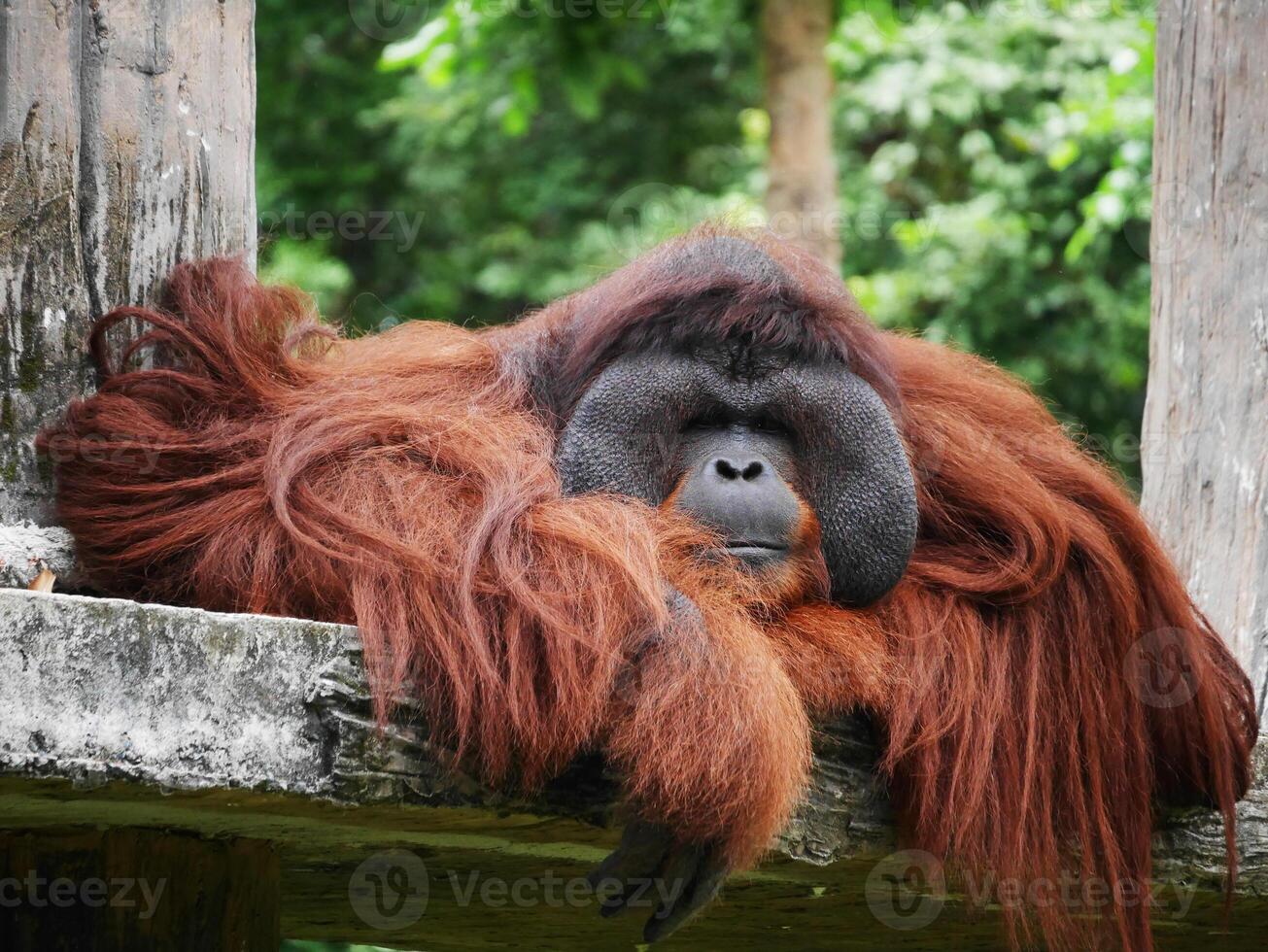a male orangutan resting leisurely, with his long reddish brown hair cascading over a wooden platform, the orangutan's peaceful and contemplative expression, highlighting his distinct facial features photo