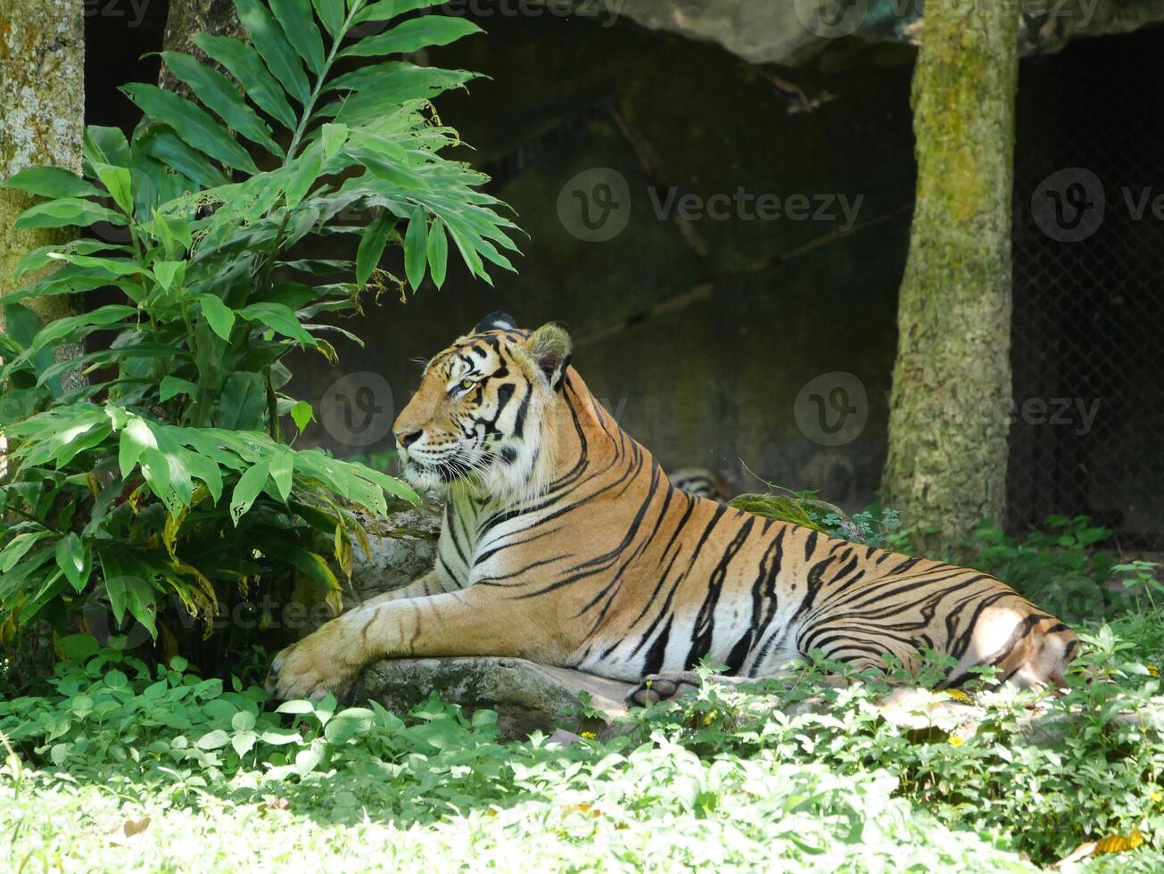 tiger is lounging comfortably in its natural habitat, tiger's vibrant orange and black stripes contrast beautifully with the greenery, wildlife conservation materials, educational resources, nature photo