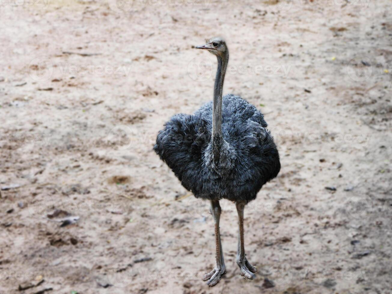 An ostrich is seen in a natural, The ostrich's strong legs and tall stature are prominent, highlighting its impressive size, the ostrich's native savanna or arid regions photo