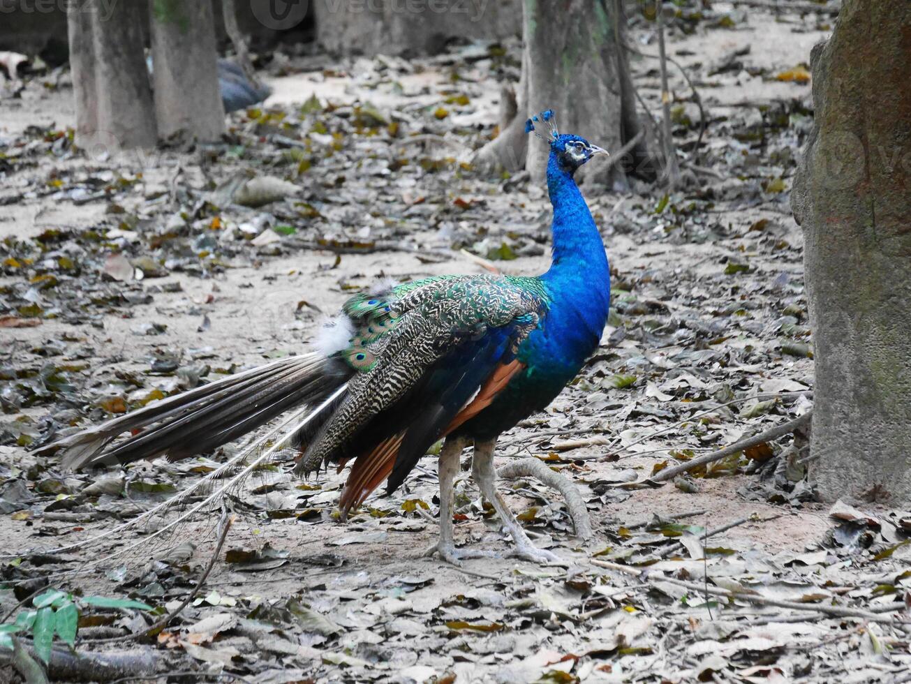 Peacock with fanned tail, Side view of a gorgeous adult peacock with vivid blue plumage standing alone, isolated portrait of peafowl photo
