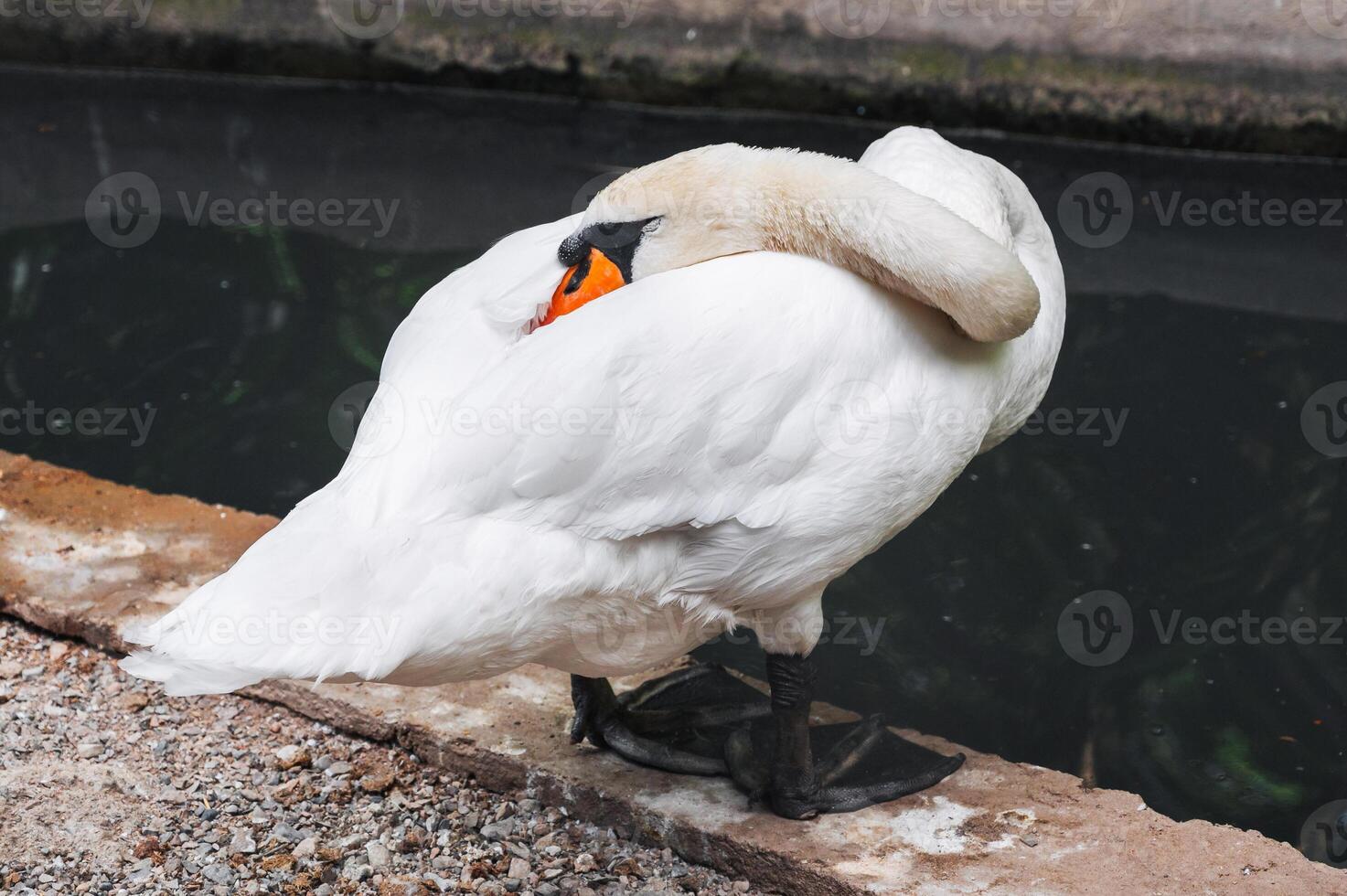 Portrait of a swan standing by a pond in the zoo photo