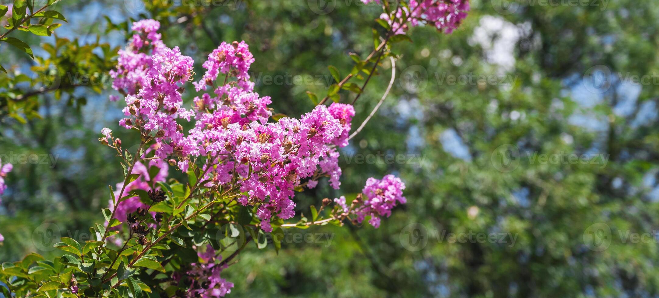 close-up of a flowering shrub of Indian lilac. photo