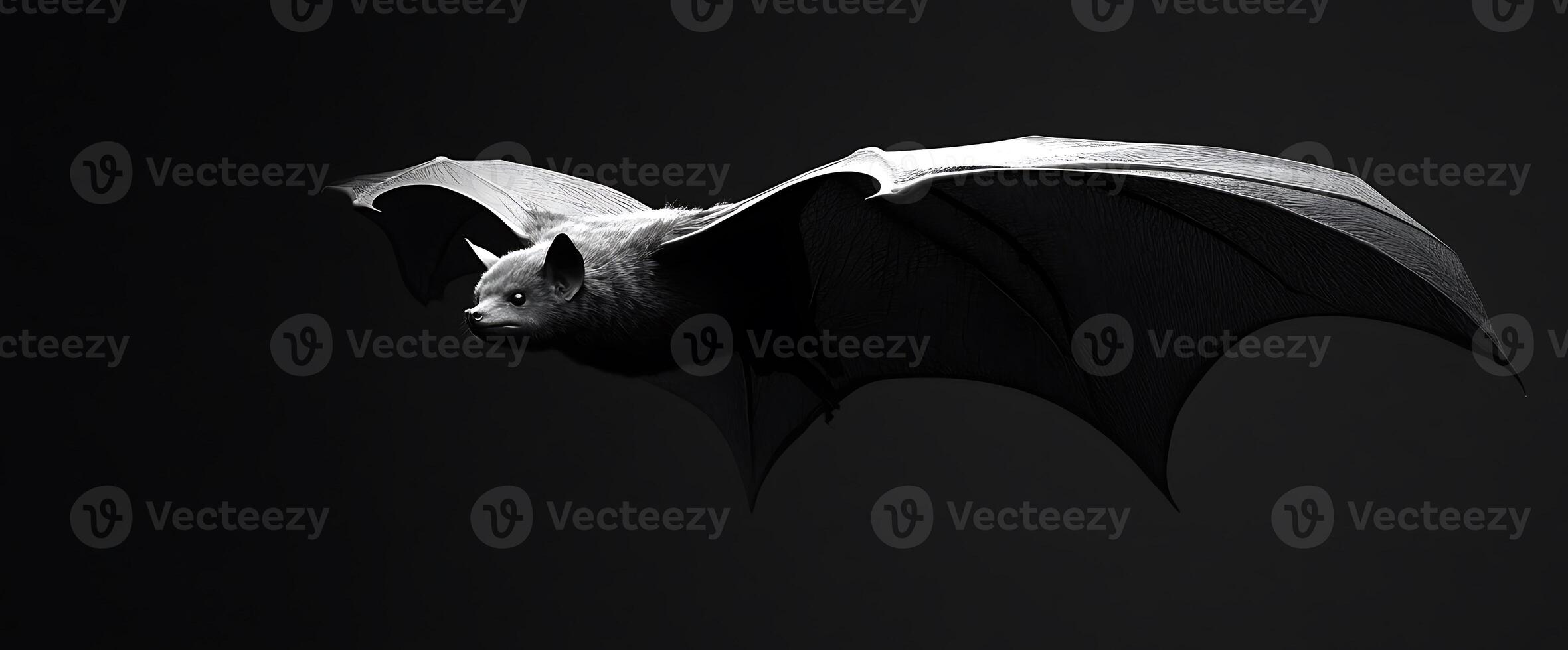 A bat in flight against a black background, with its wings spread wide. photo