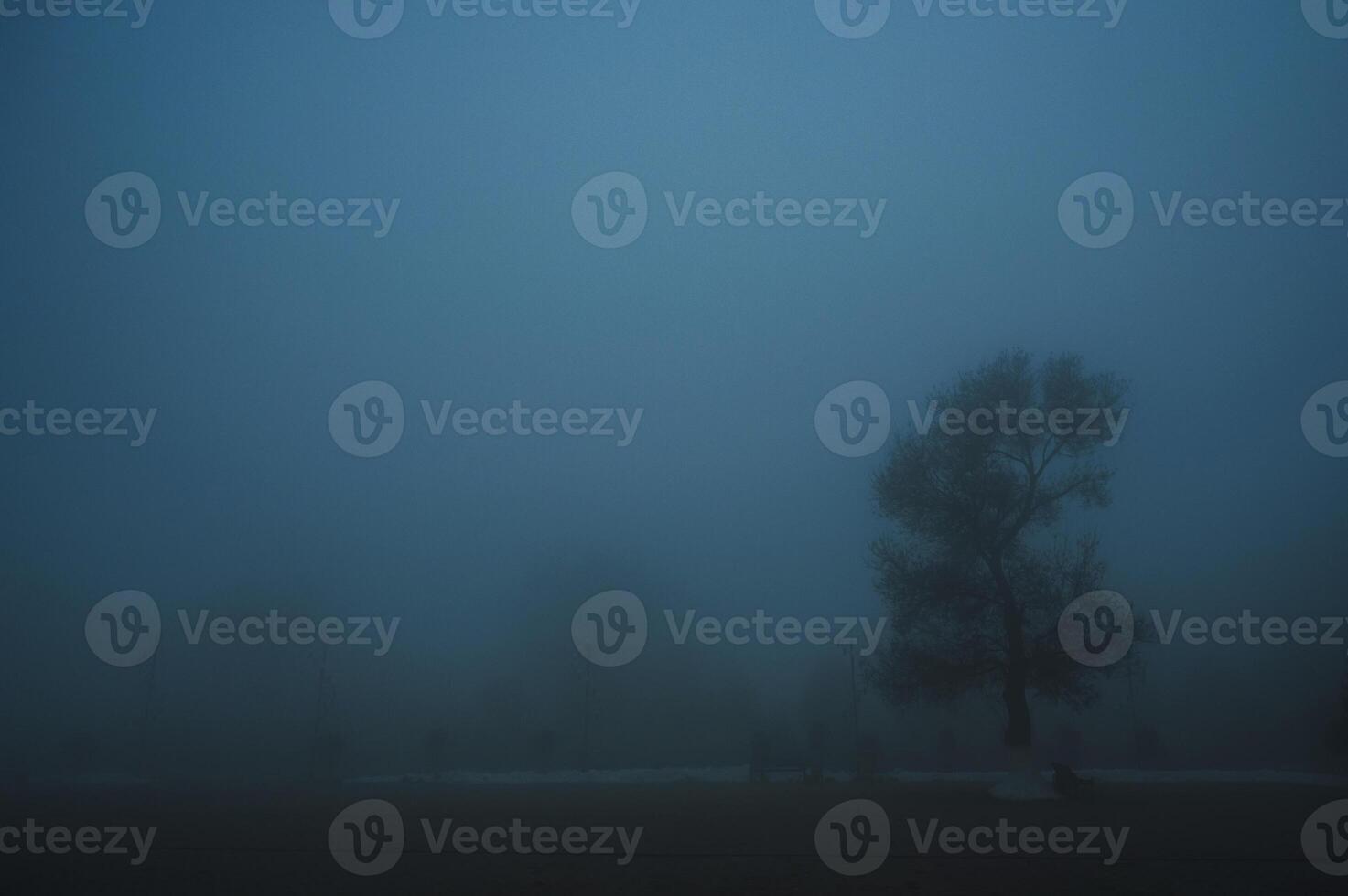 misty mystical landscape with lonely tree in park in fog mist in winter evening photo