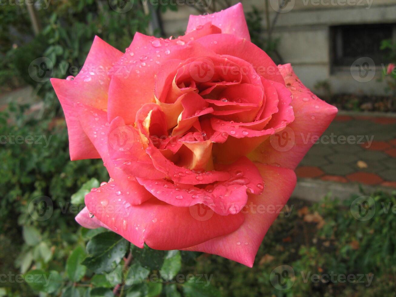 Close-up image of raindrops on a red rose in a garden in Prilep, Macedonia photo